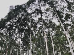 -桉树林A coffee 森林餐厅(三圣乡店)