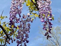 -嘉定紫藤园