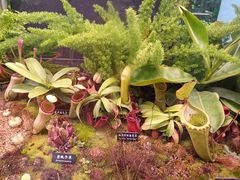 -中国科学院西双版纳热带植物园