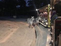 -清迈夜间动物园