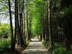 -上海滨江森林公园