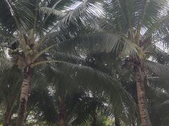 -海口观澜湖火山温泉谷