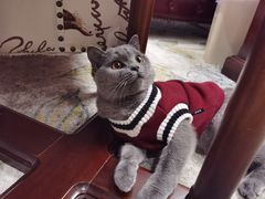 -猫十亿·布偶金渐层·曼基康矮脚猫舍(青年路店)