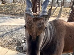 -北京野生动物园