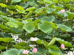 -荔湾湖公园