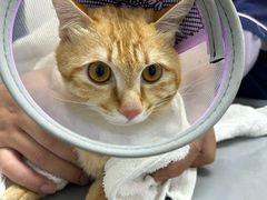 -宠物星动物医院·眼科·异宠·猫科(江南大道总院)