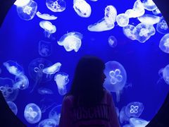 -成都浩海立方海洋公园