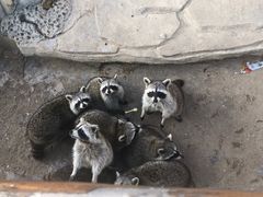 -灵玲国际马戏城