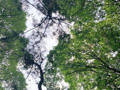 -铁山坪森林公园