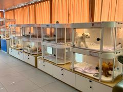 -翊宠yipet猫狗购宠庄园犬舍•猫舍