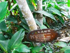 -呀诺达热带雨林
