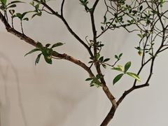 -喜茶(广州番禺奥园广场店)