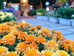 -荷风细雨·中国茶宴(碧云店)