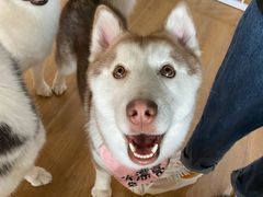 -Husky Go! 哈士奇体验馆·宠物咖啡厅狗咖