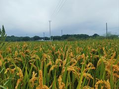 -阳澄湖半岛旅游度假区