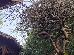 -八大山人梅湖景区