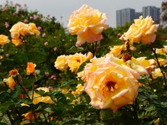 -人民公园(罗湖区)