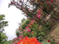 -石家庄市植物园