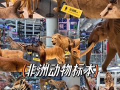 -正佳自然科学博物馆