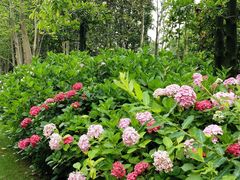 -上海共青森林公园