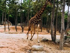 -清迈夜间动物园