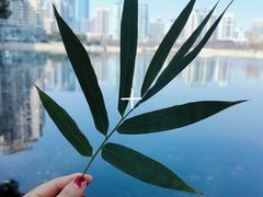 -西北湖绿化广场