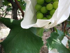 -马陆小张葡萄园农家乐