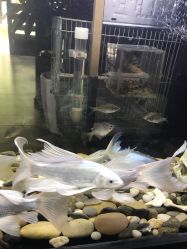 -日月刺青工作室·高端纹身