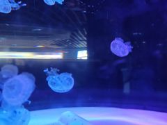 -苏州海洋馆