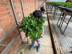 -甜心庄园·甜心草莓采摘园(西青中北店)