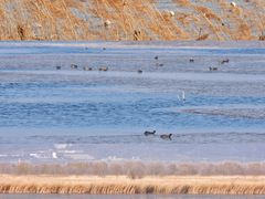 -野鸭湖国家湿地公园
