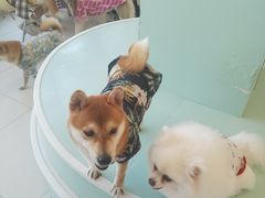 -怪兽屋·羊驼·猫咖·狗咖(俊华广场店)
