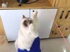 -鼓捣猫呢主题猫咖店