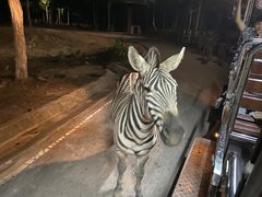 -清迈夜间动物园