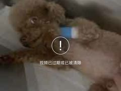 -艾贝尔宠物医院·24H转诊中心·肿瘤猫专科(江宁双龙店)