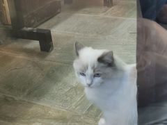 -猫咪博物馆(顶澳仔猫街店)