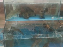 自助餐-渔鼎鲜海鲜餐厅(湄洲岛店)
