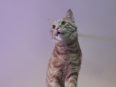 -滚猫咖啡·猫咖·猫友好撸猫(未来城店)