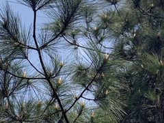 -铁山坪森林公园