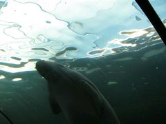-悉尼海洋生物水族馆