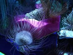 -太平洋海底世界