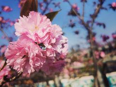 -杭州植物园
