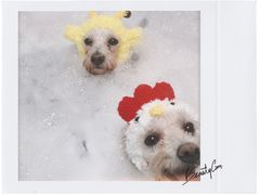 -Oh My Dog宠物沙龙(伊珊娜皮毛护理店)