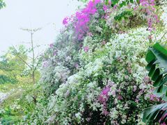 -深圳国际园林花卉博览园