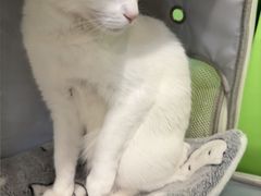 -爱侣·安琦尔宠物医院·中兽医针灸·心内科·狂犬免疫点(宝山区院)