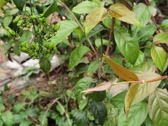 -广西壮族自治区药用植物园