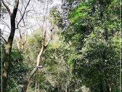 -火炉山森林公园