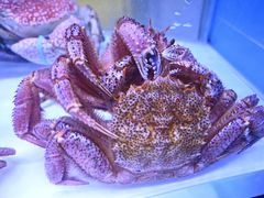 -澜棠海鲜(余姚阳明古镇店)