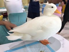 -RU DUCK柯尔鸭公社·撸鸭俱乐部·羊驼·小香猪