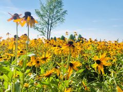 -黄海国家森林公园